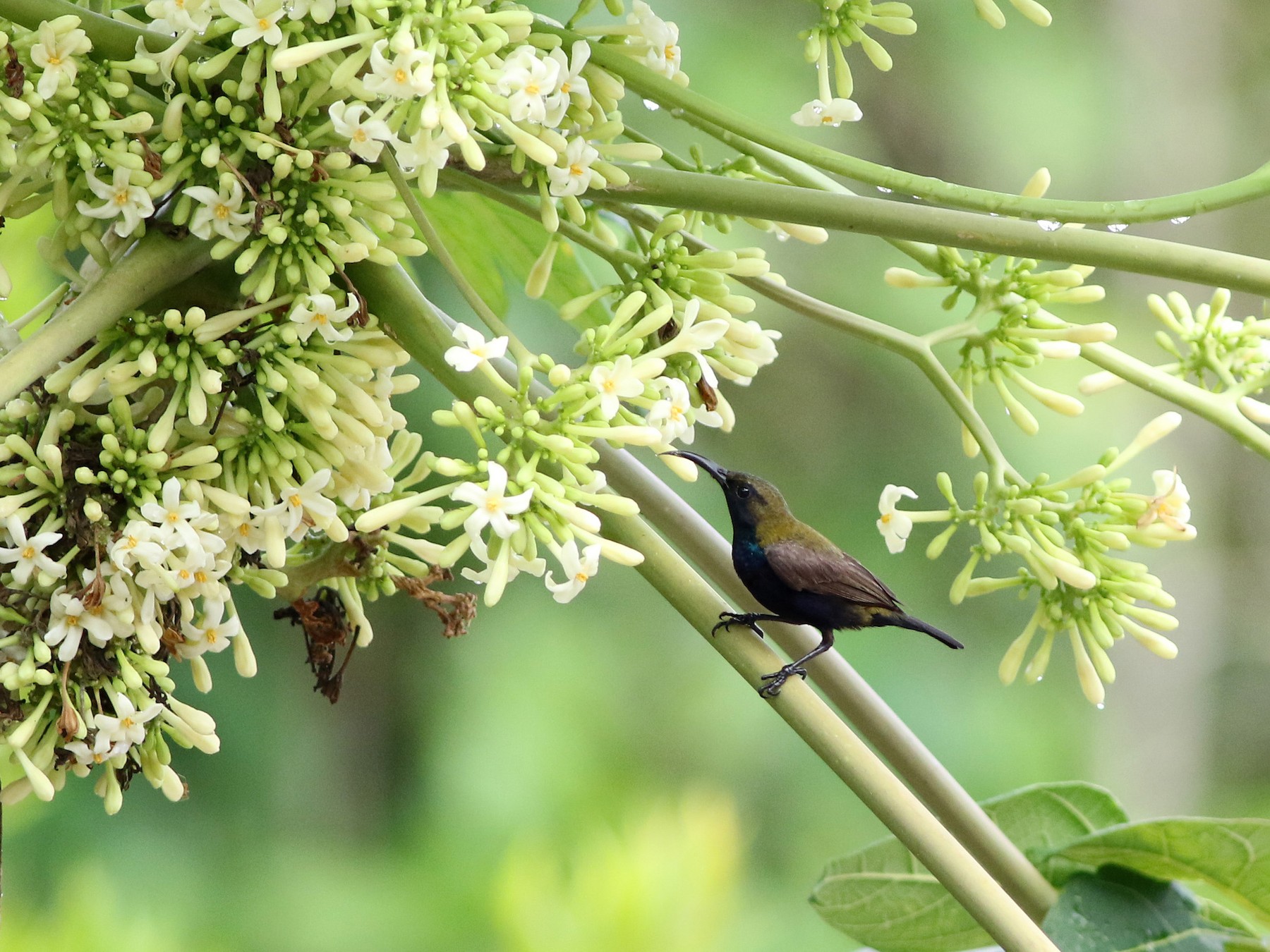 south-moluccan-sunbird-ebird