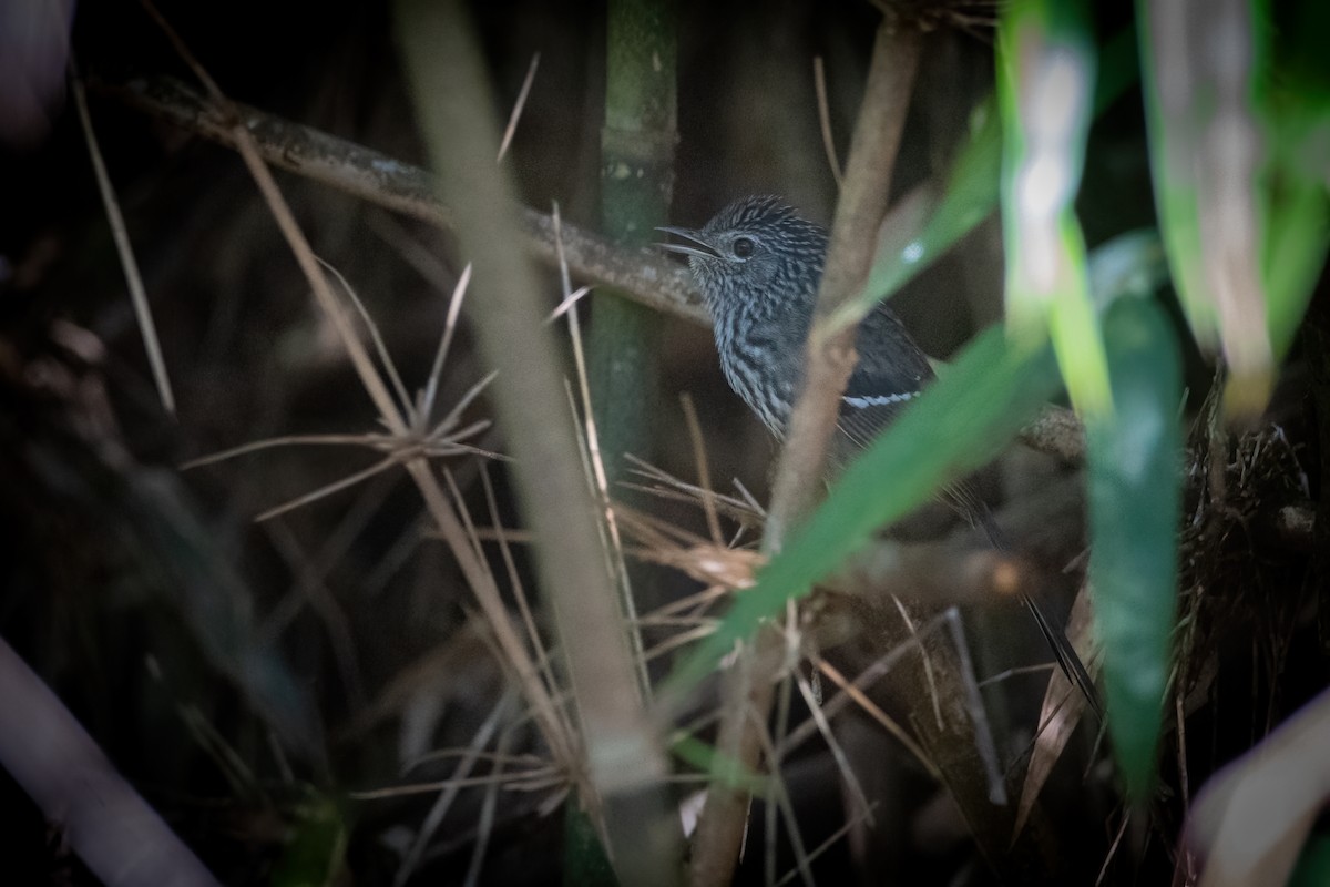 Dusky-tailed Antbird - ML603409381