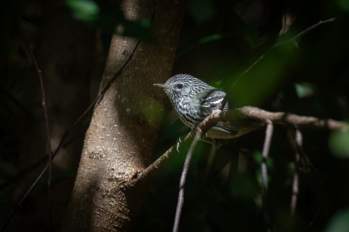Dusky-tailed Antbird - ML603409391