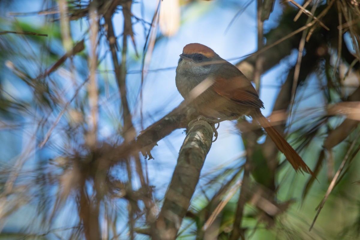 Rufous-capped Spinetail - ML603410071