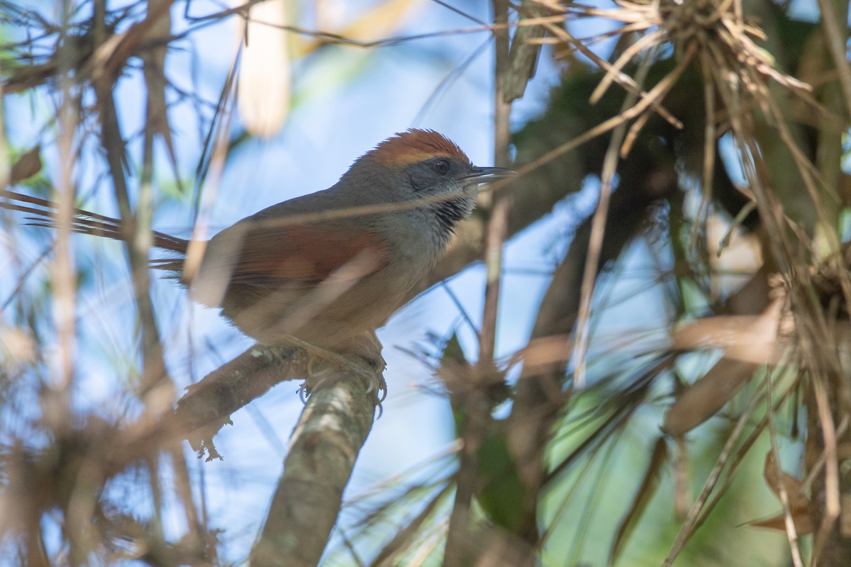 Rufous-capped Spinetail - ML603410081
