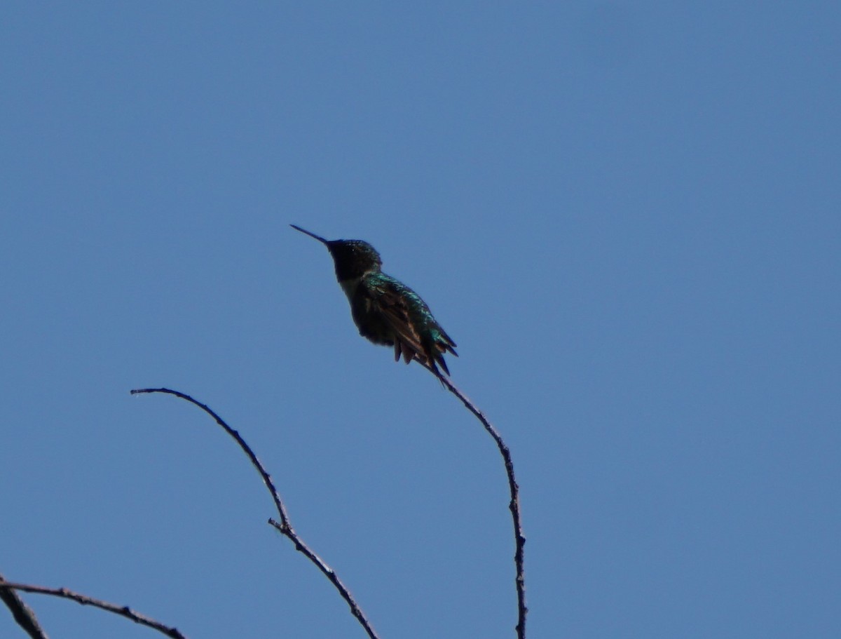 Ruby-throated Hummingbird - ML60341151