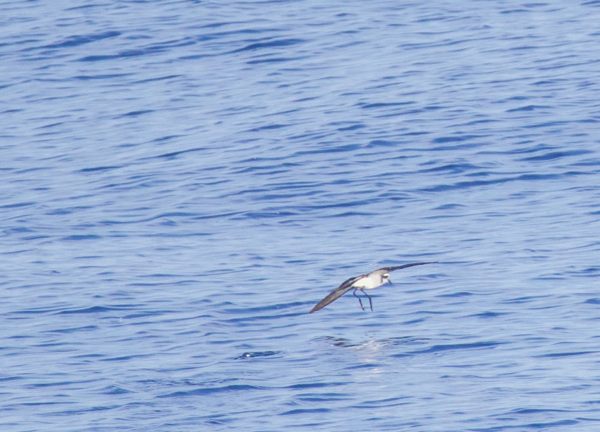 White-faced Storm-Petrel - ML603412501