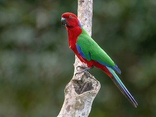  - Crimson Shining-Parrot