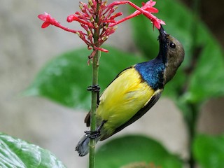 Garden Sunbird - eBird
