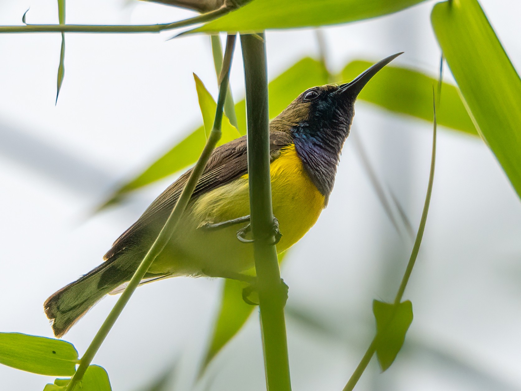 Garden Sunbird - eBird