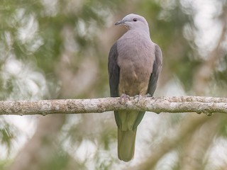  - Peale's Imperial-Pigeon