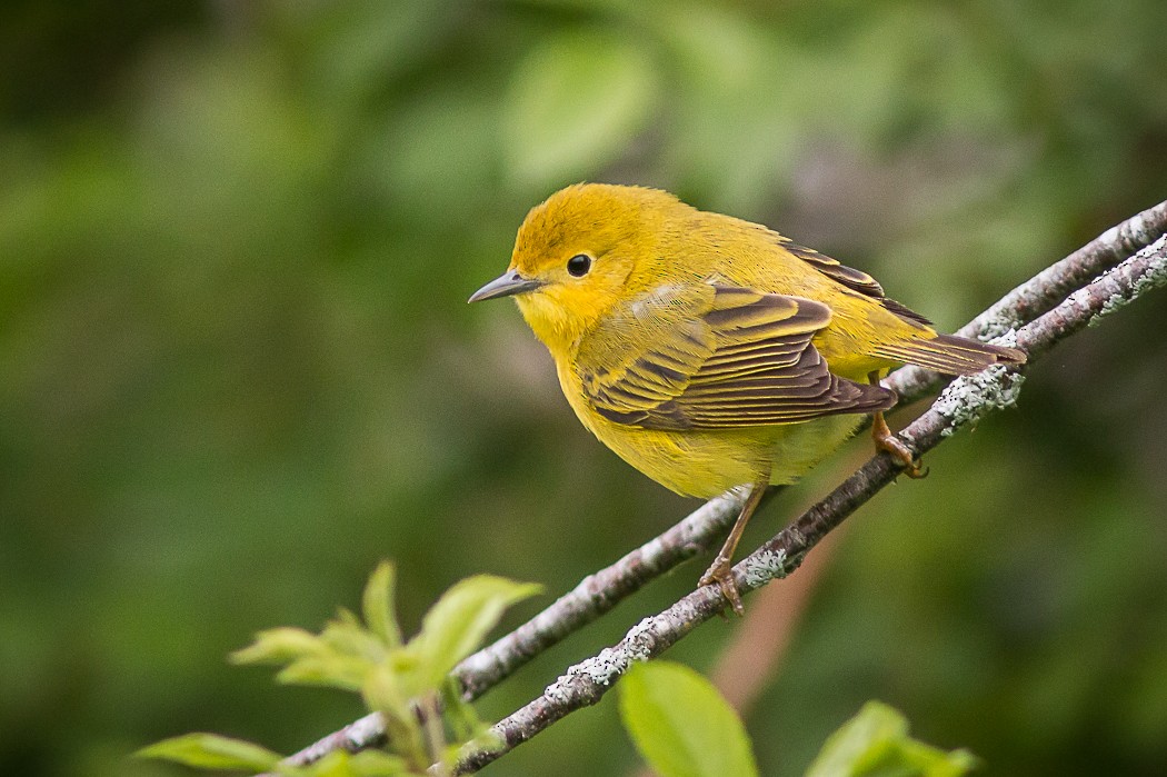 Yellow Warbler - Terry Boswell