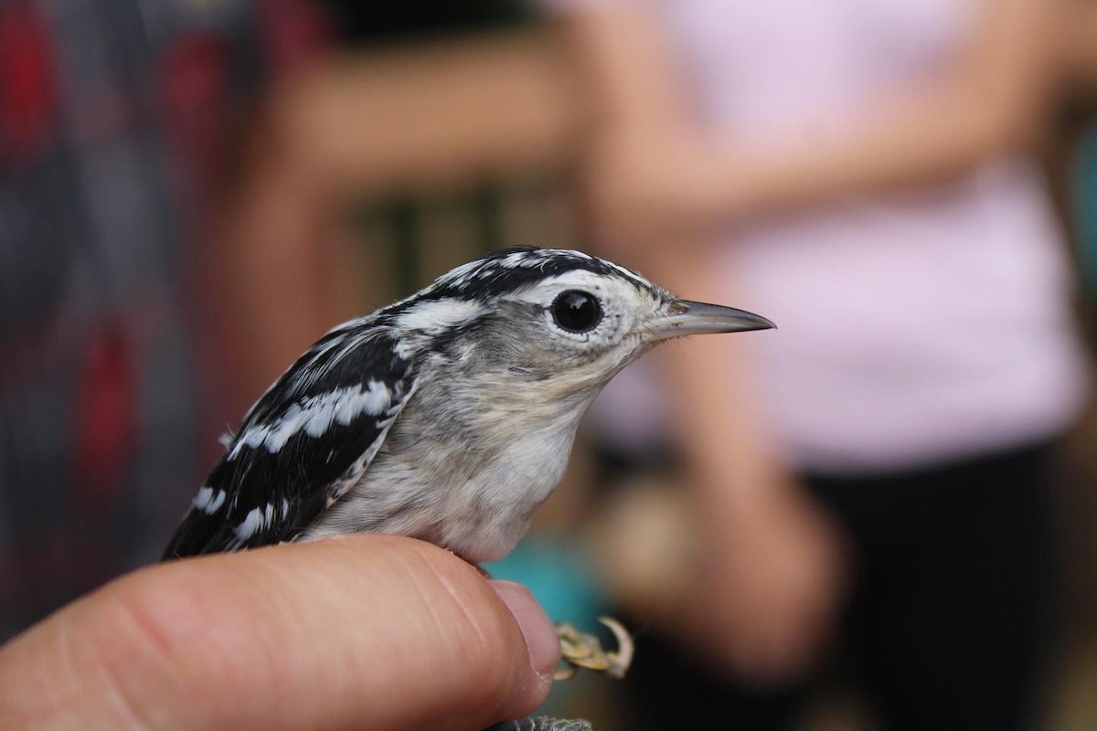 Black-and-white Warbler - ML603418641