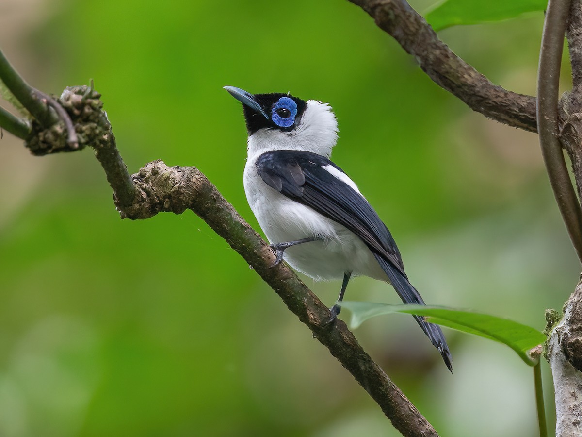 Frilled Monarch - eBird