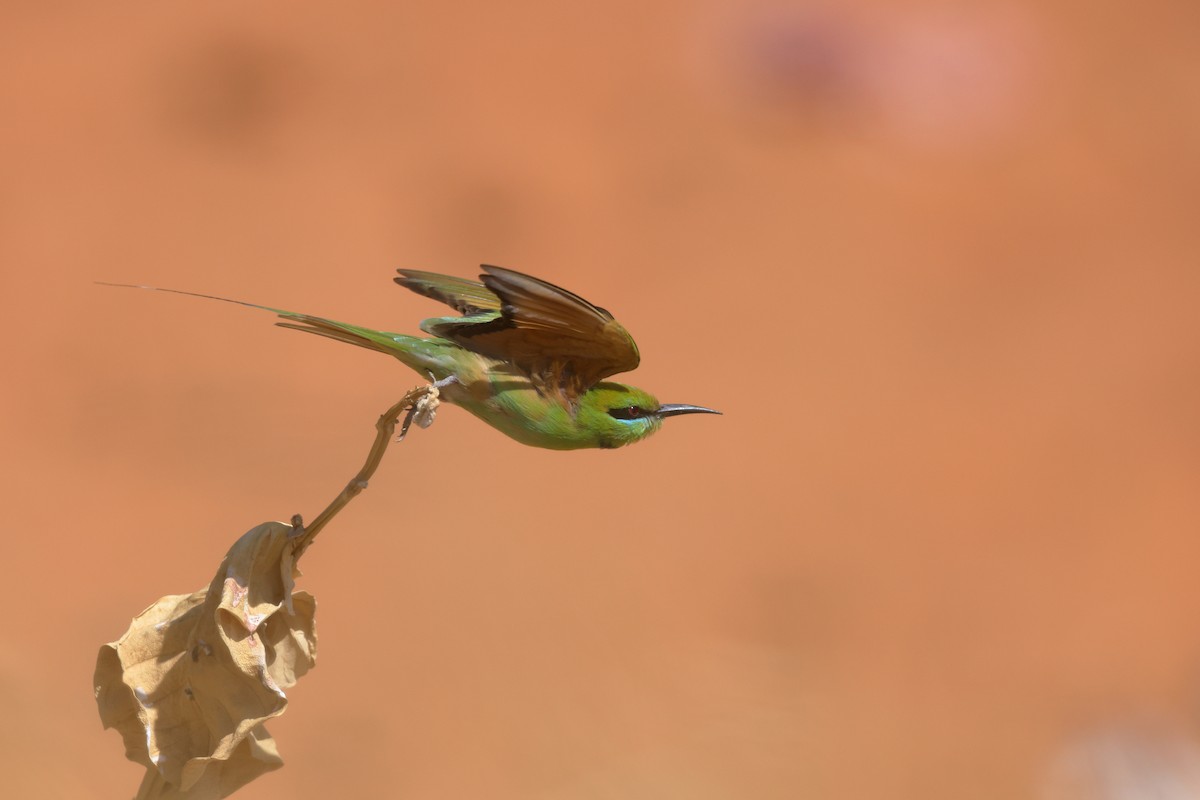 African Green Bee-eater - ML603419761