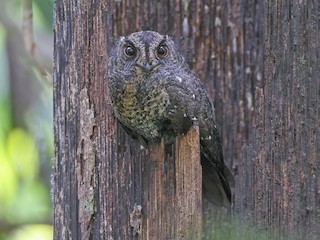  - Wallace's Owlet-nightjar