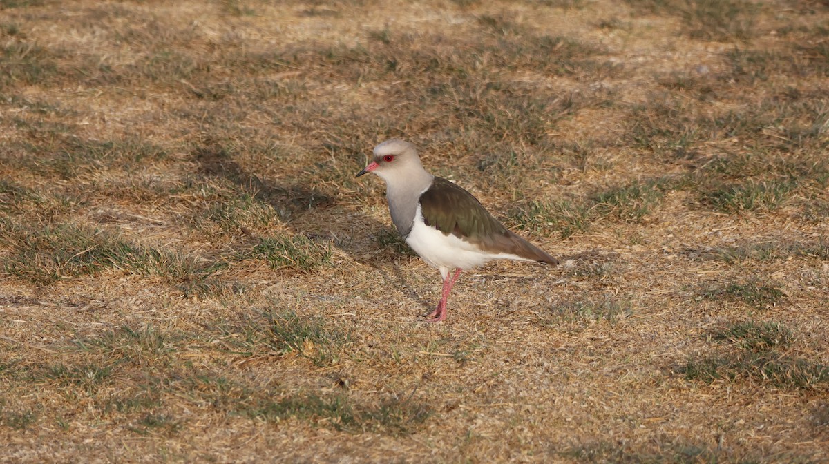 Andean Lapwing - ML603421031
