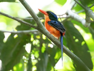  - Red-breasted Paradise-Kingfisher