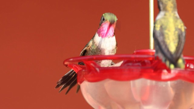 Broad-tailed Hummingbird - ML603422831