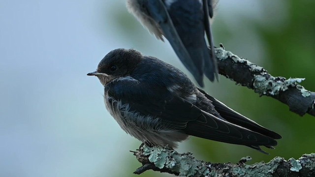 Barn Swallow (American) - ML603423131