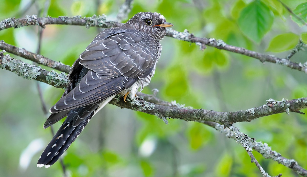 Common Cuckoo - ML603423281