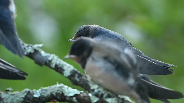 Barn Swallow (American) - ML603424161