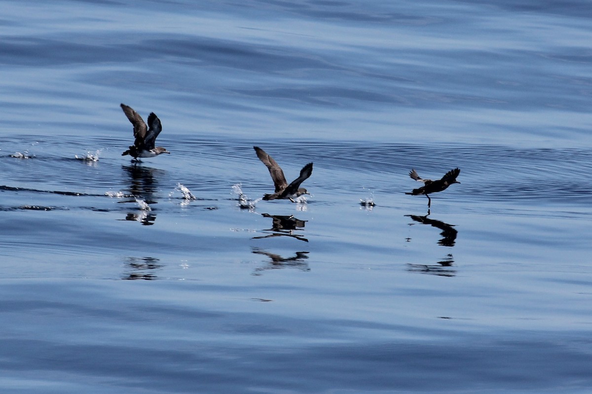 Pink-footed Shearwater - Jason Crotty