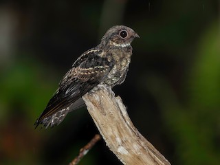  - Papuan Nightjar