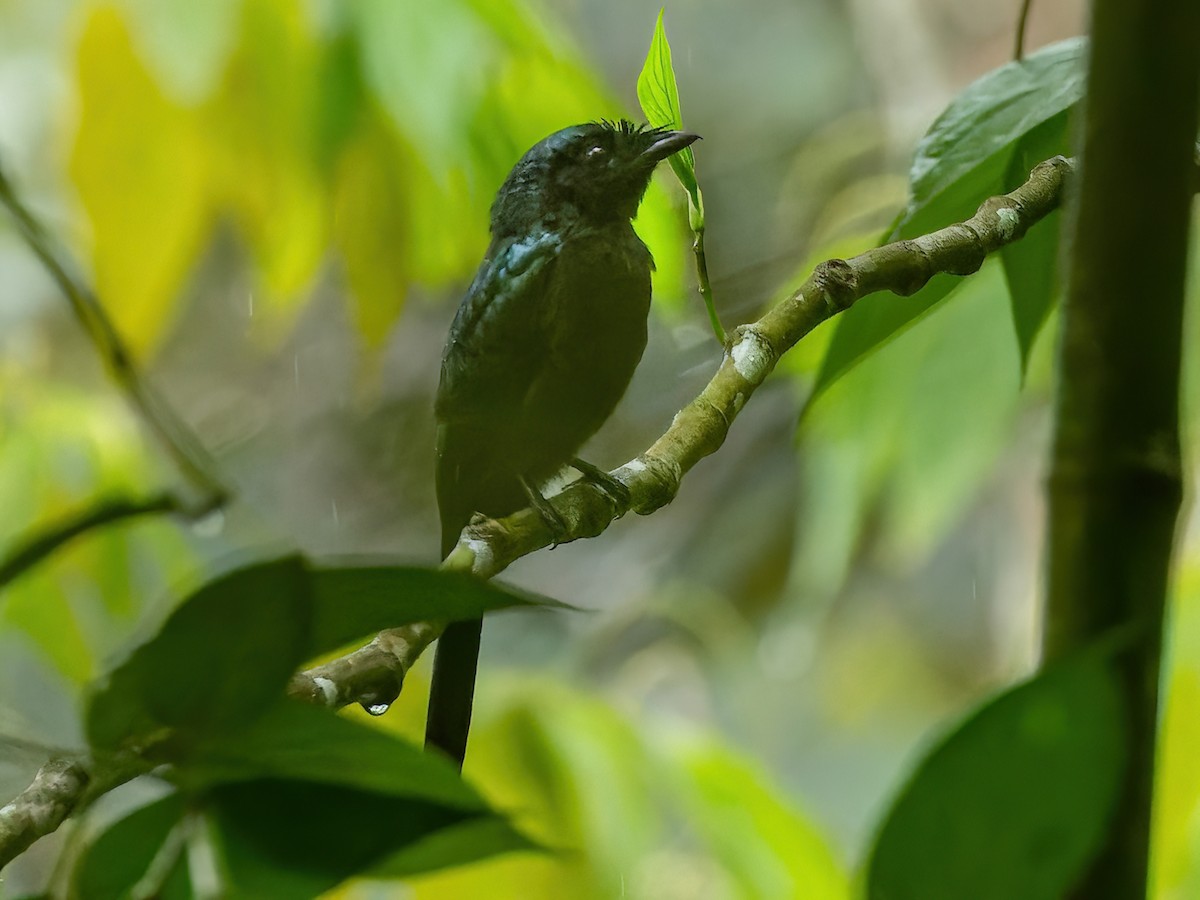 Sumatran Drongo - Dicrurus sumatranus - Birds of the World