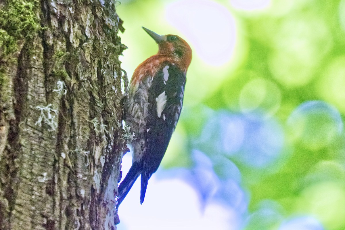 Red-breasted Sapsucker (ruber) - Joel Weatherly
