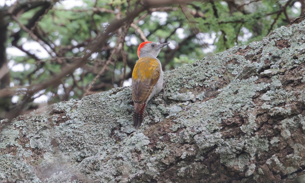 African Gray Woodpecker - ML603435081