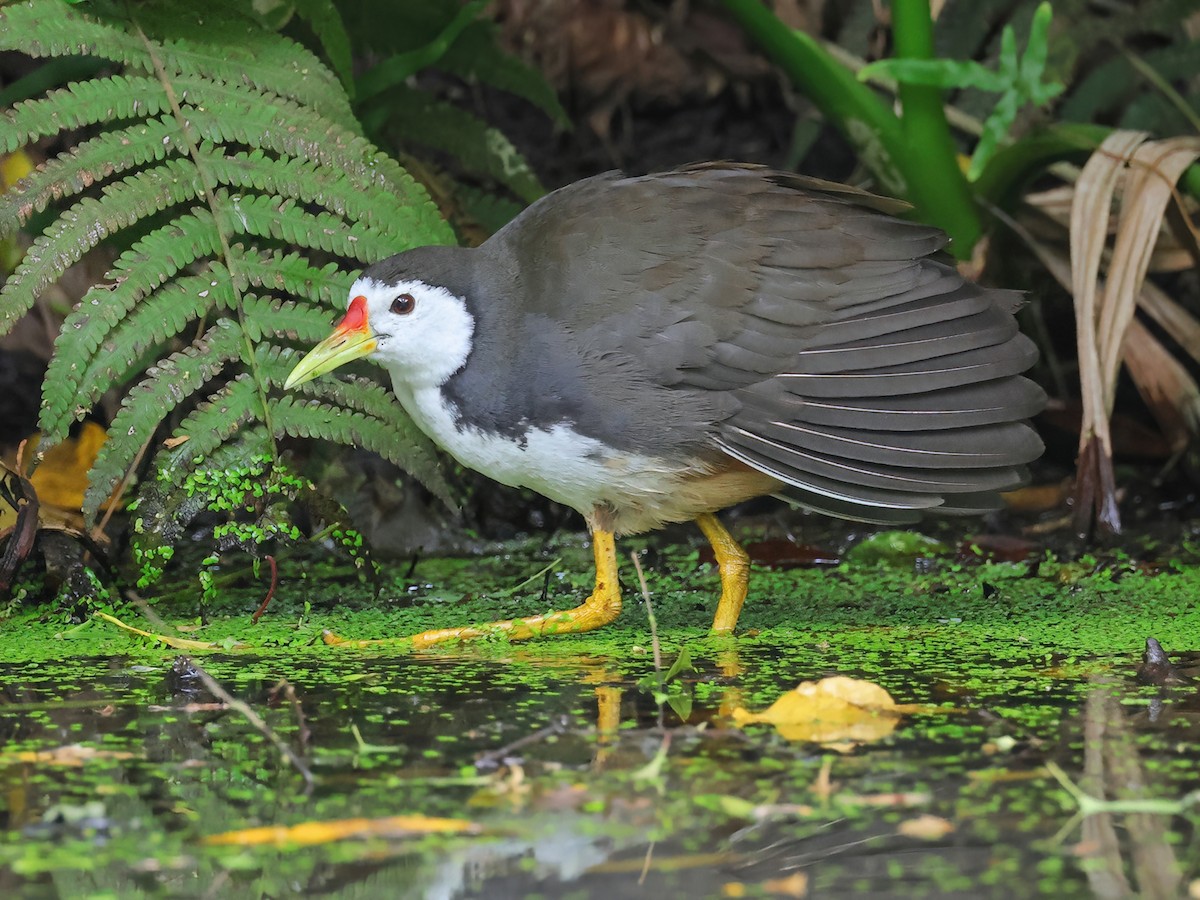 White-breasted Waterhen - Amaurornis phoenicurus - Birds of the World