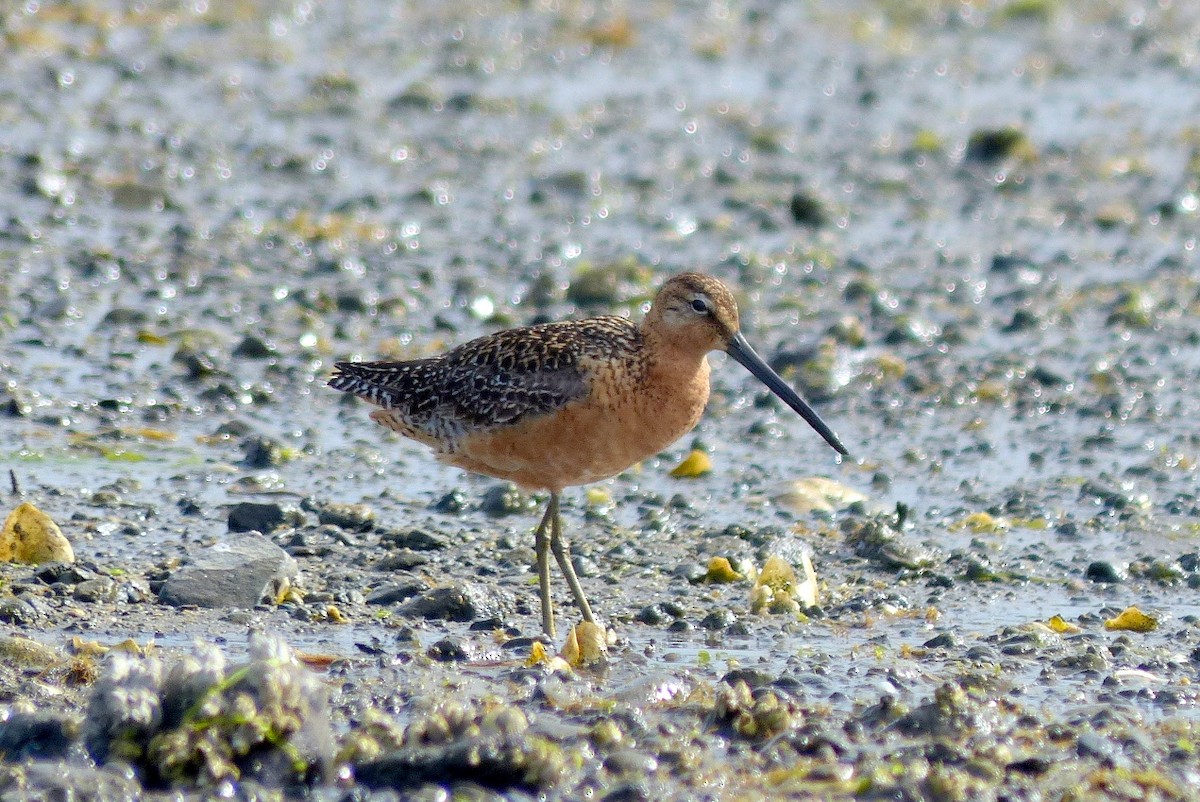 Long-billed Dowitcher - ML60343711