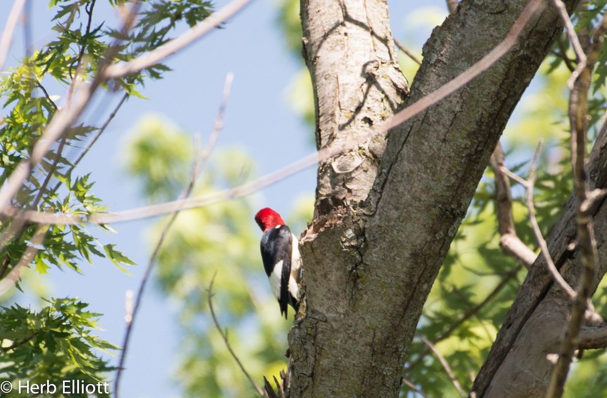 Red-headed Woodpecker - ML60343741