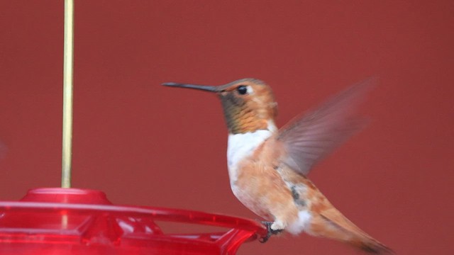 Rufous Hummingbird - ML603438341