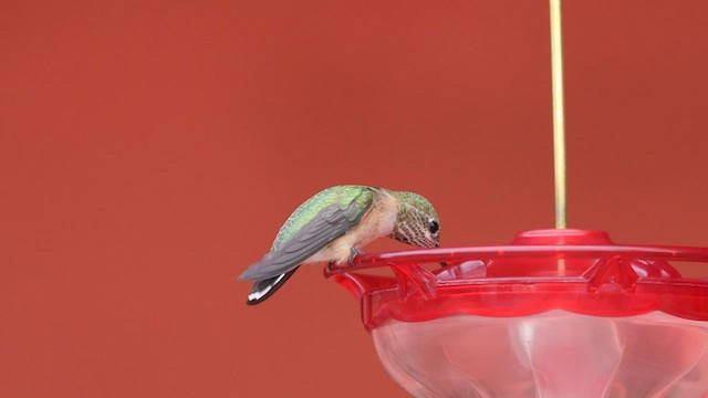 Calliope Hummingbird - ML603438651