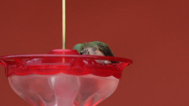 Calliope Hummingbird - ML603438781
