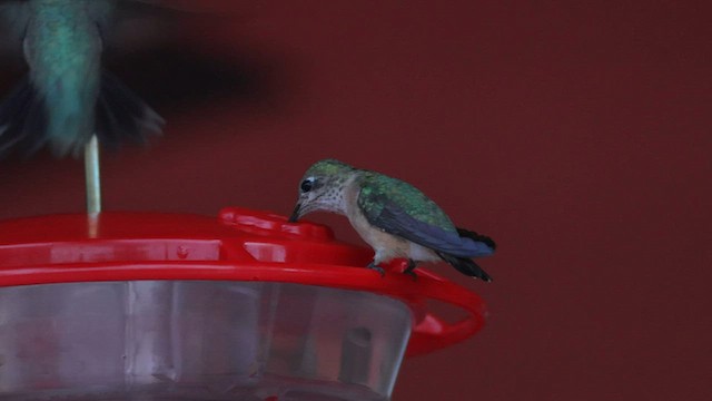 Calliope Hummingbird - ML603438941