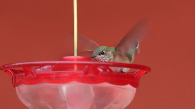 Calliope Hummingbird - ML603439081