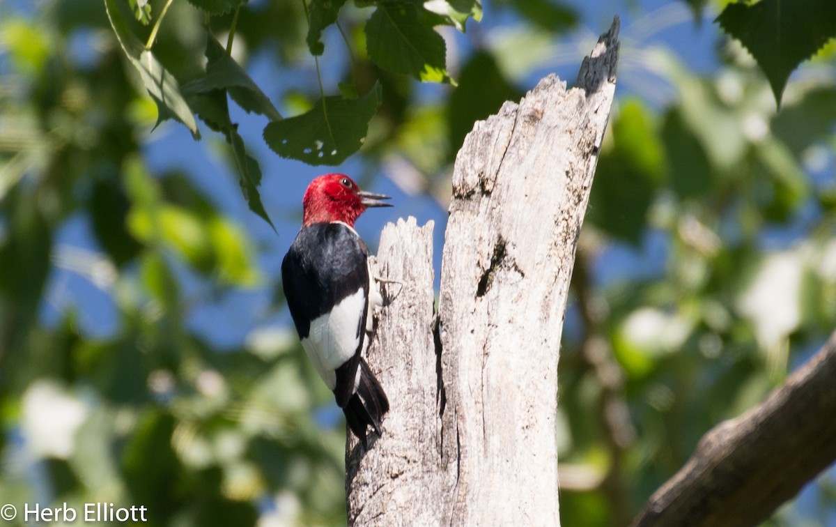 Red-headed Woodpecker - ML60343961