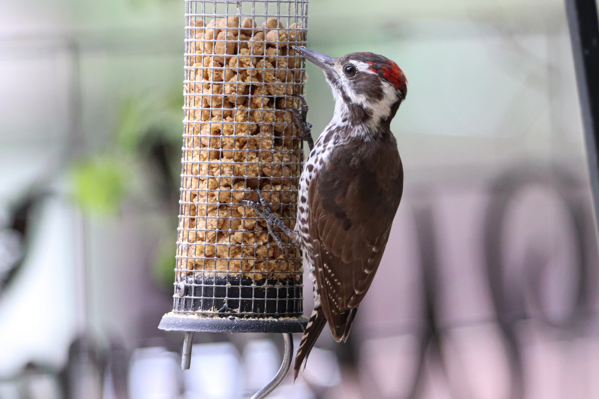 Arizona Woodpecker - ML603440891