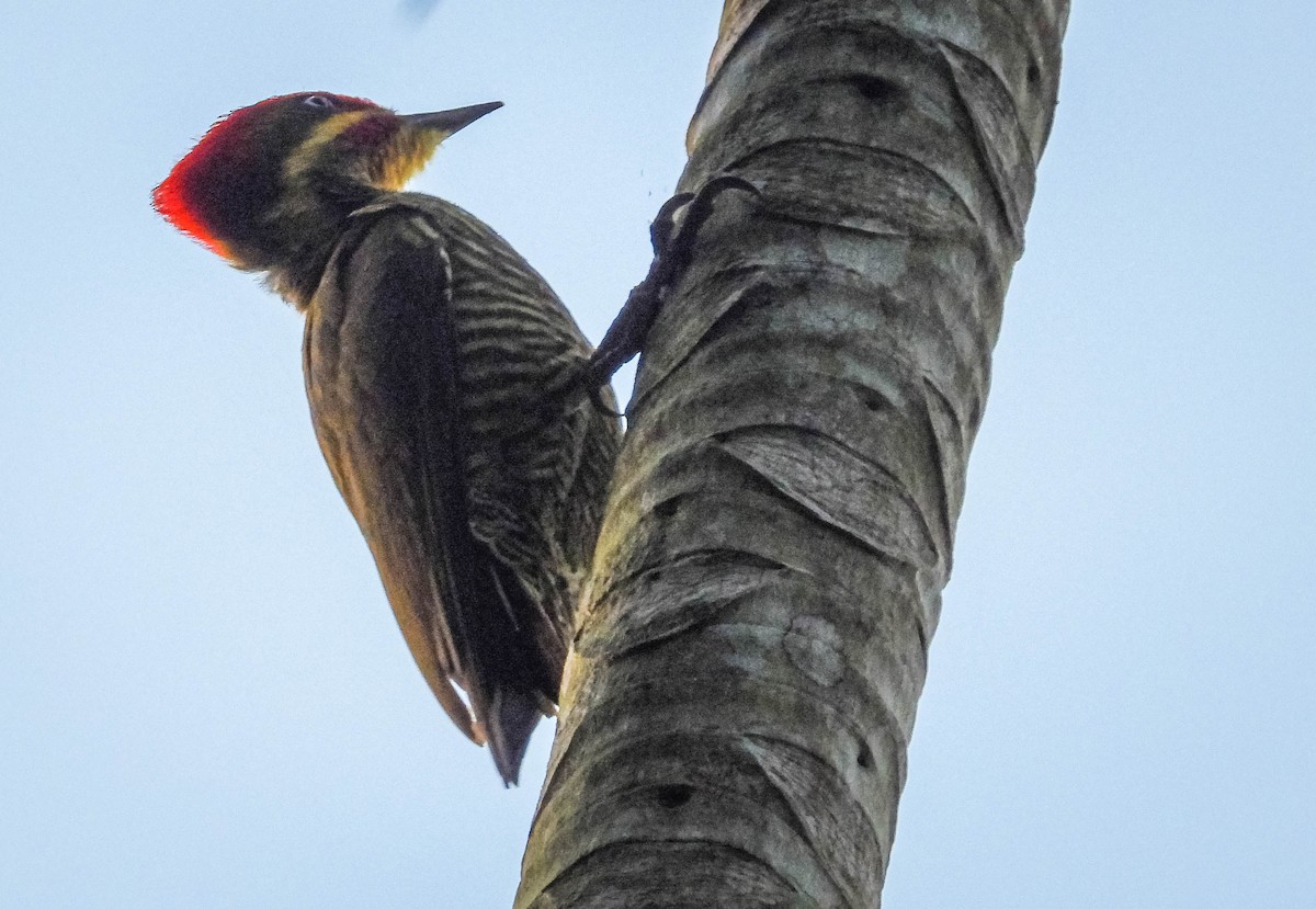 Golden-green Woodpecker (Atlantic) - ML603443101