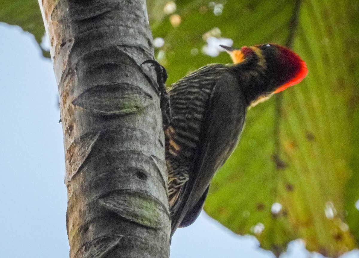 Golden-green Woodpecker (Atlantic) - José Silvestre Vieira