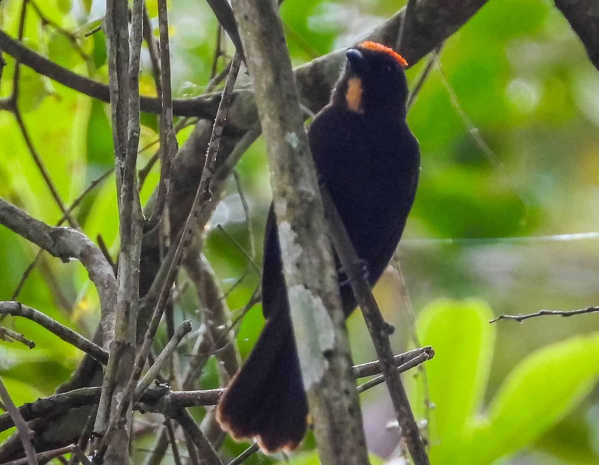 Flame-crested Tanager - ML603443941