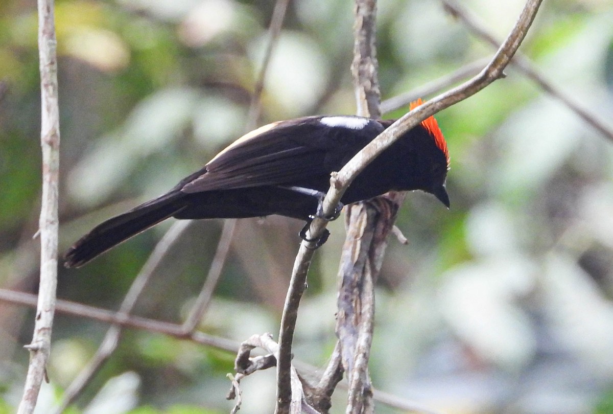 Flame-crested Tanager - ML603443951