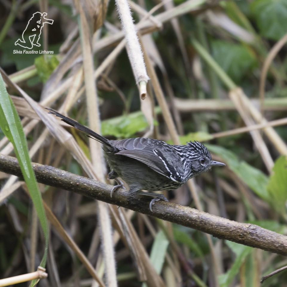 Dusky-tailed Antbird - ML60345101