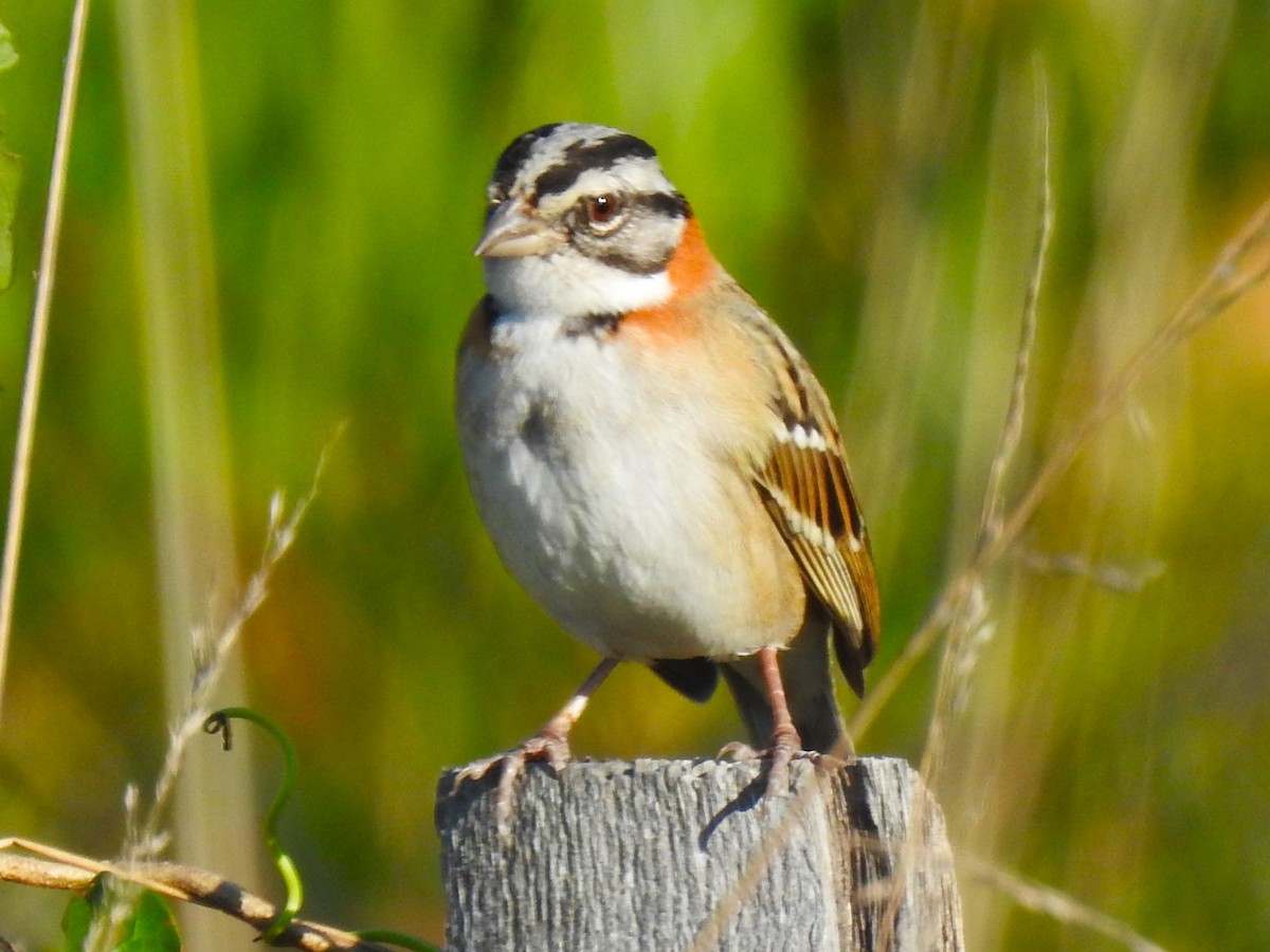 Rufous-collared Sparrow - ML603451641