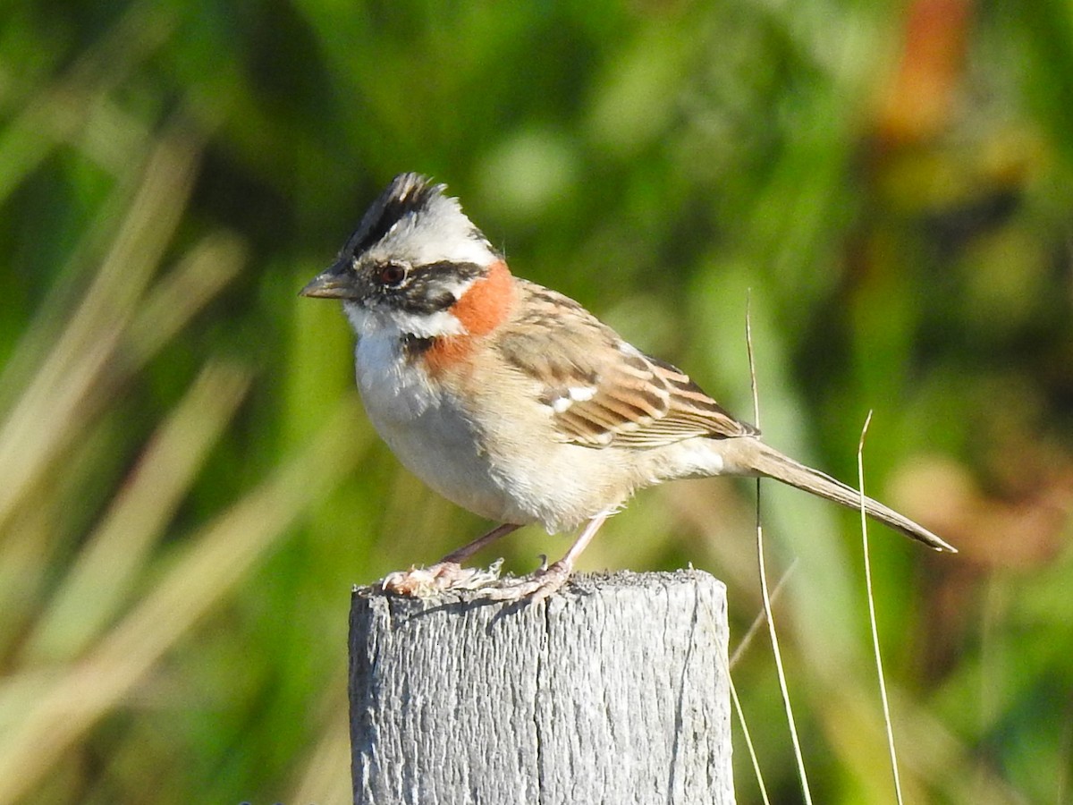 Rufous-collared Sparrow - ML603451651