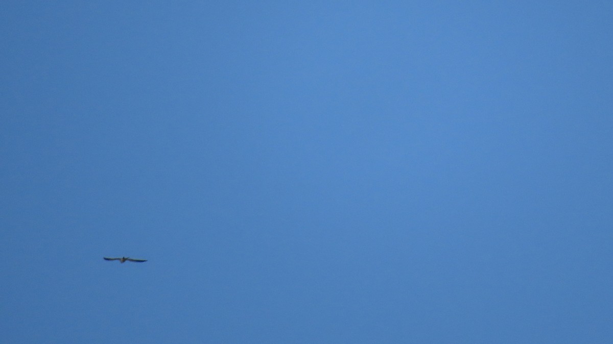 Swallow-tailed Kite - ML603453441