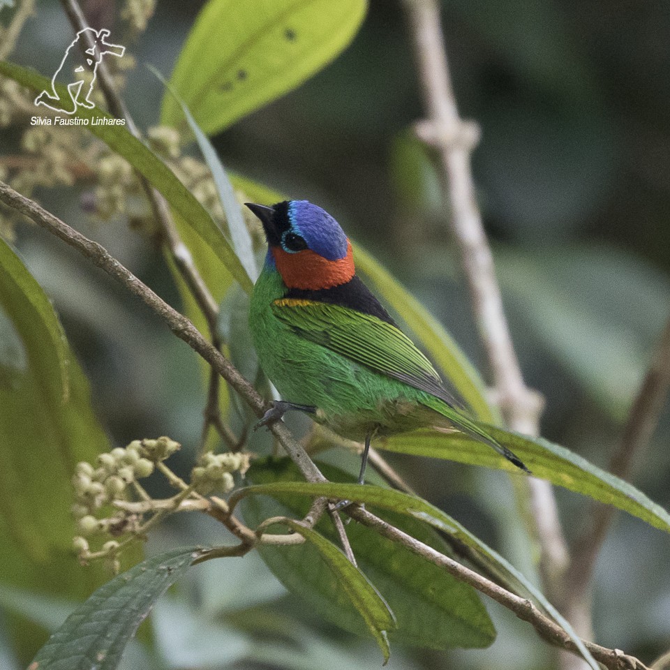 Red-necked Tanager - ML60345351