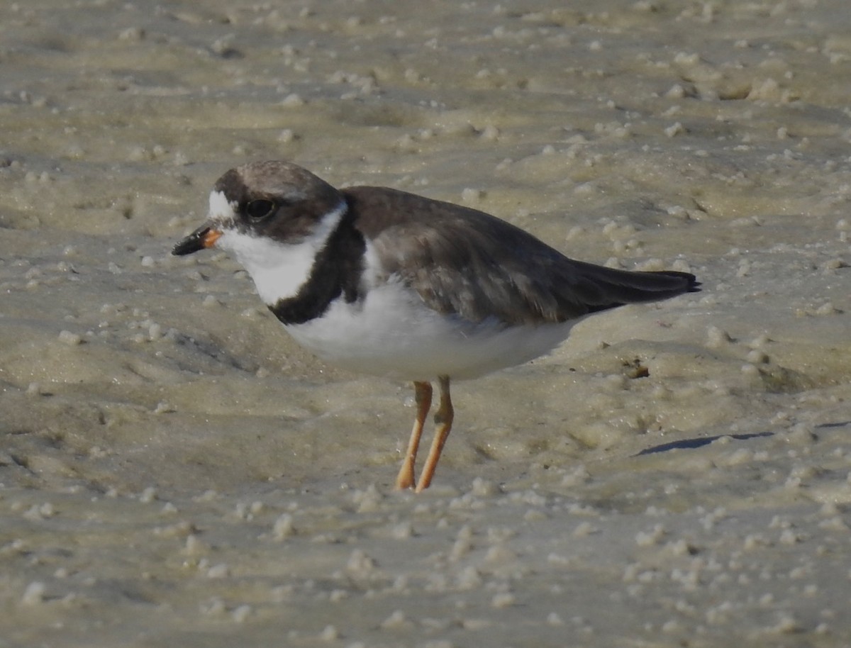 Semipalmated Plover - ML603454321