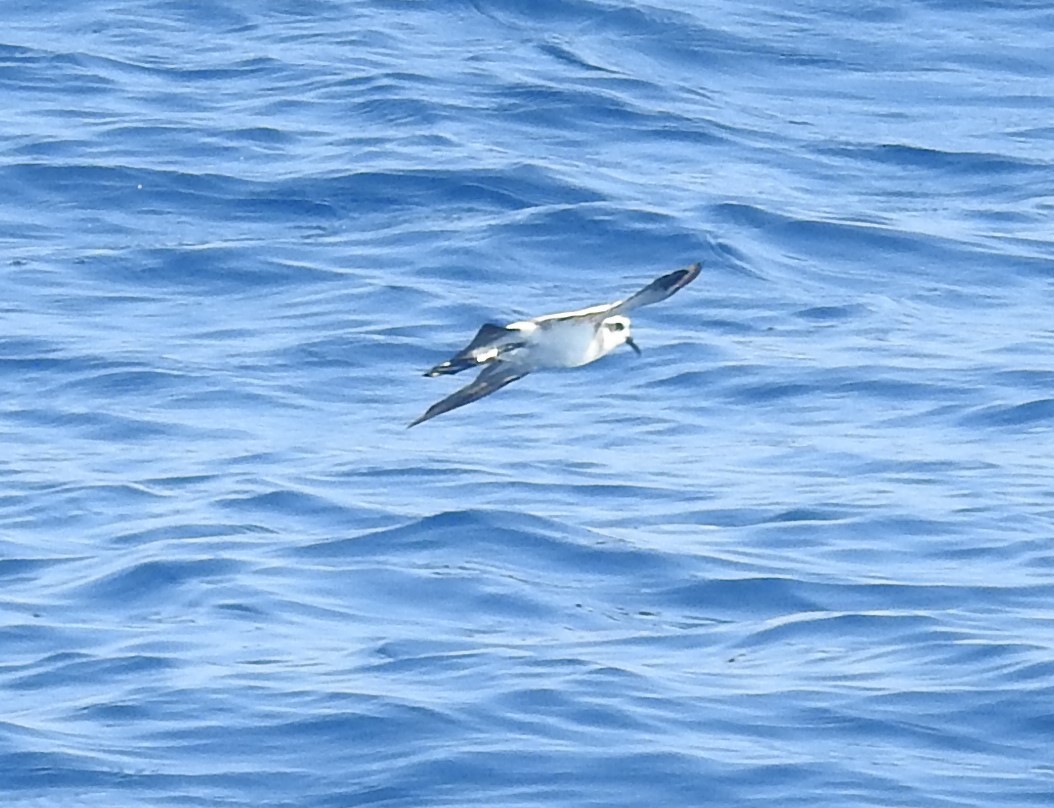 White-faced Storm-Petrel - ML603456221