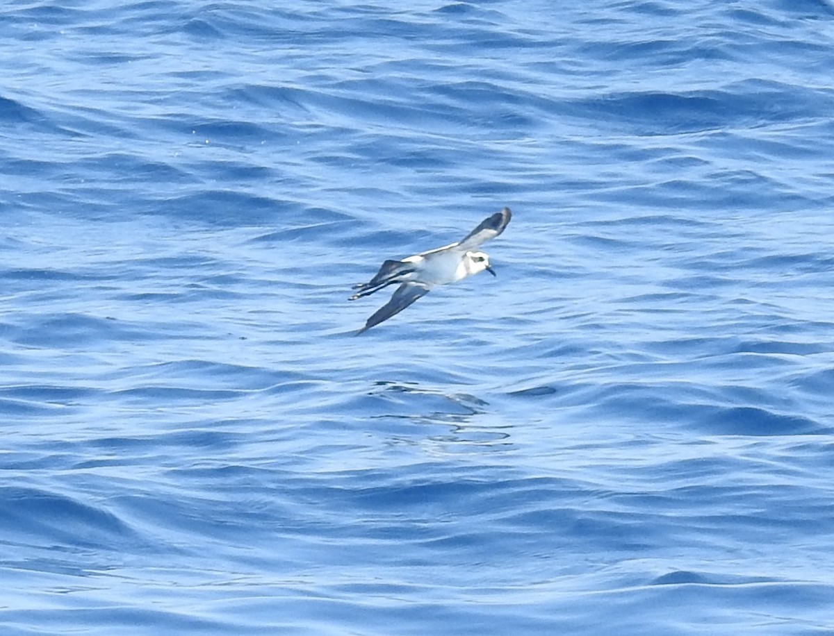 White-faced Storm-Petrel - ML603456231