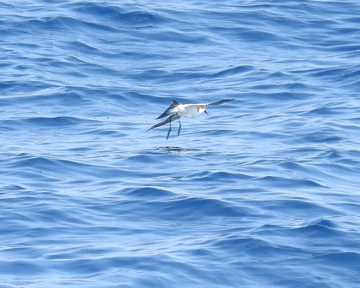 White-faced Storm-Petrel - ML603456241